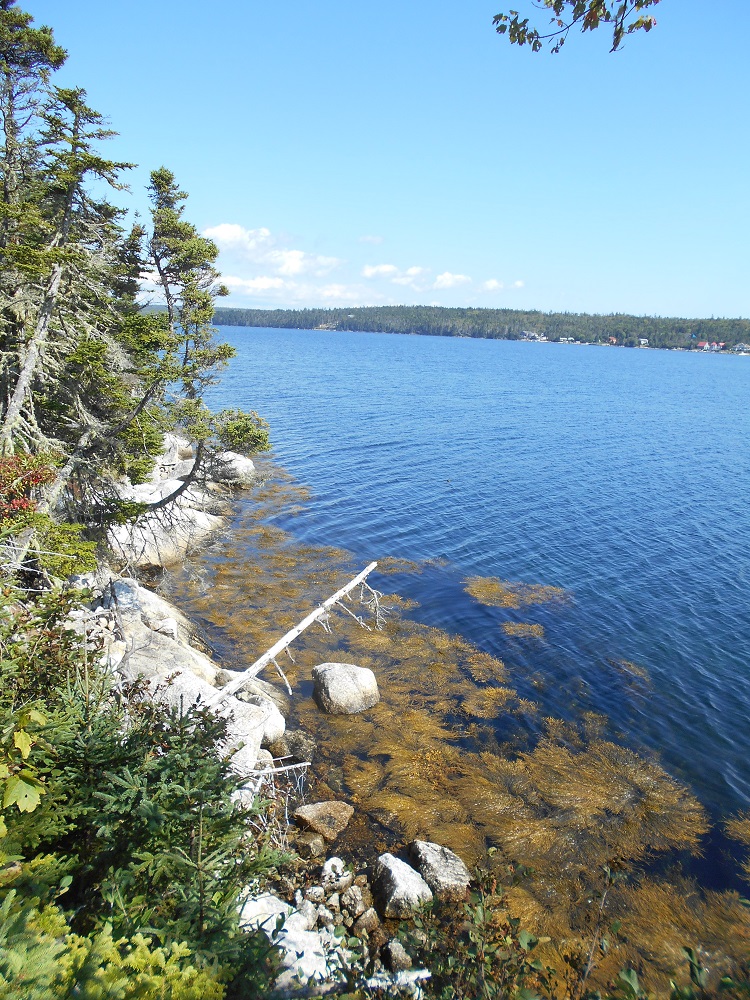 Shad Bay 15.7 Acres Oceanfront in Nova Scotia Shore Side Properties